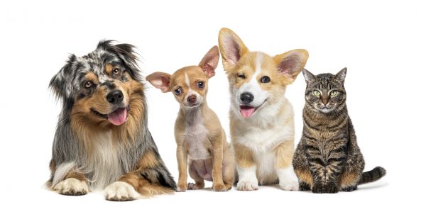 Hilton Head Island Pets
