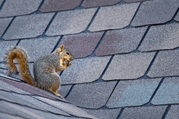 Hilton Head Island Wildlife Removal
