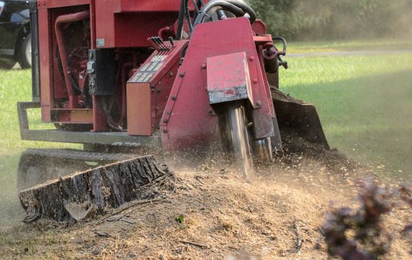 Hilton Head Island Tree Removal